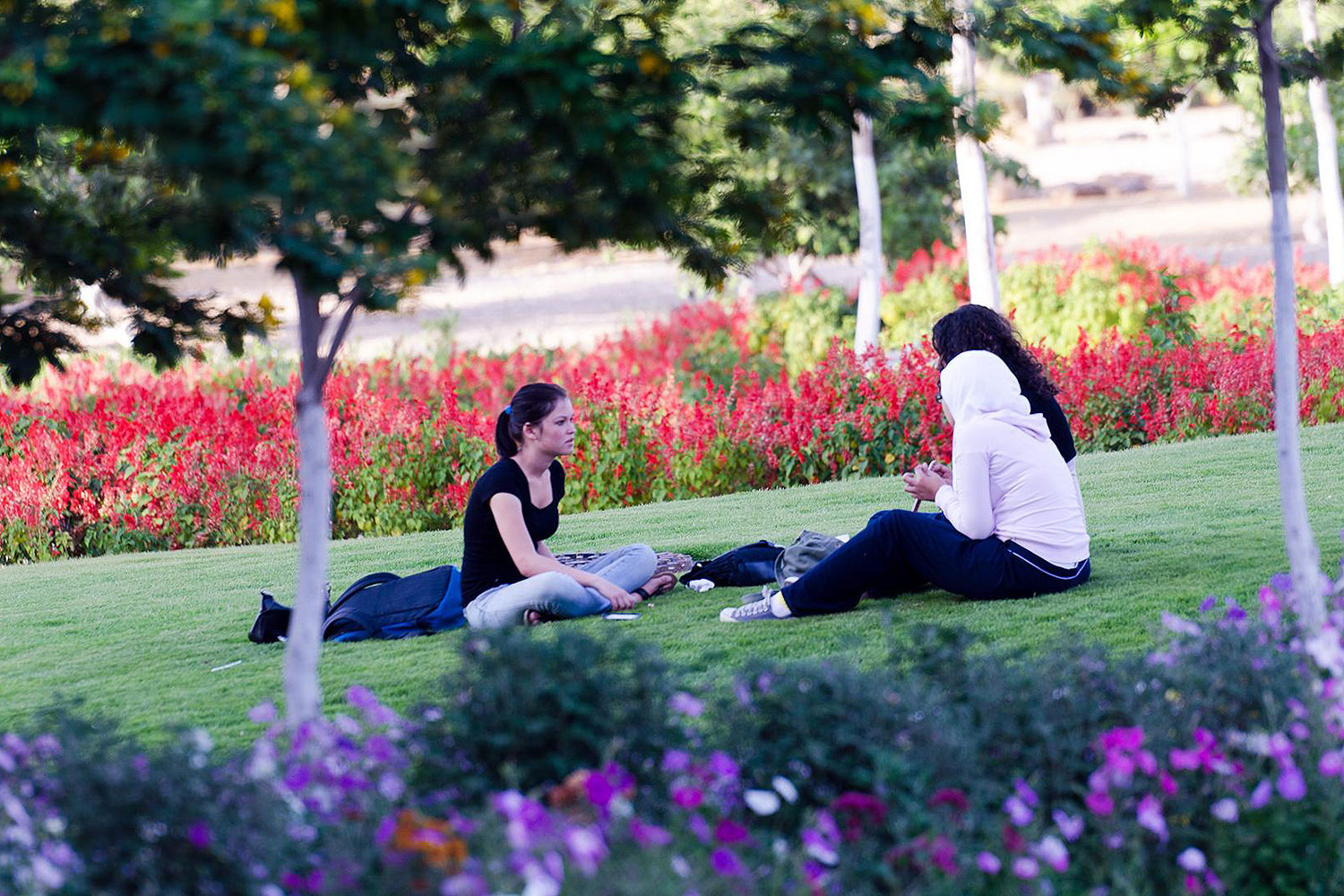 American University in Cairo