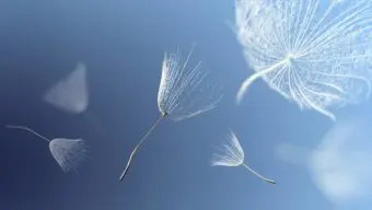 Empresa familiar convivir como estirpe y competir como negocio