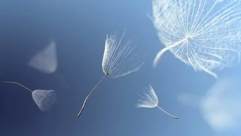 Empresa familiar convivir como estirpe y competir como negocio