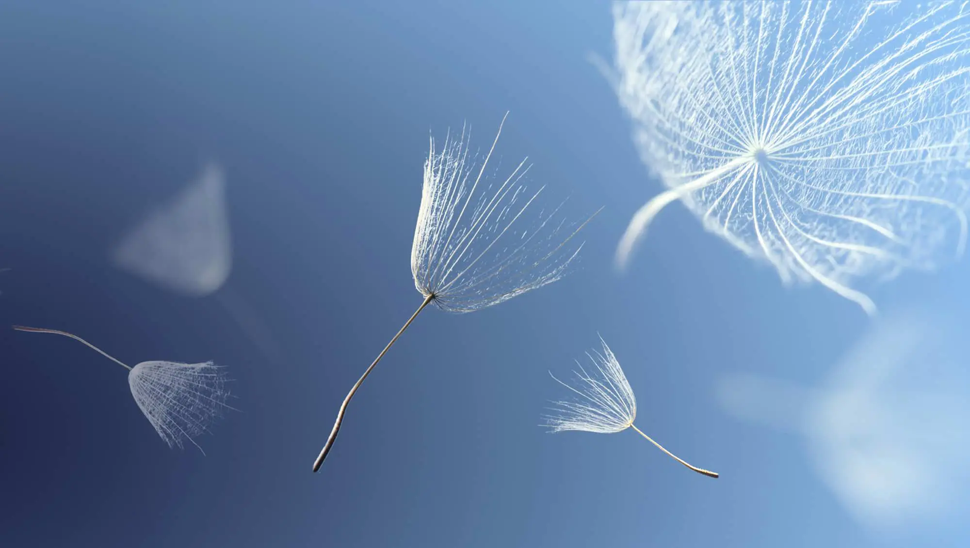 Empresa familiar convivir como estirpe y competir como negocio