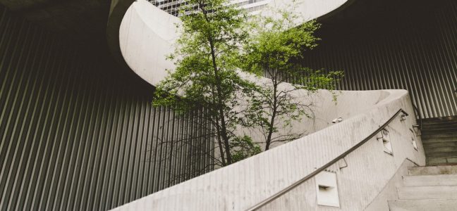 Escarelas de caracol grises con planta verde en medio